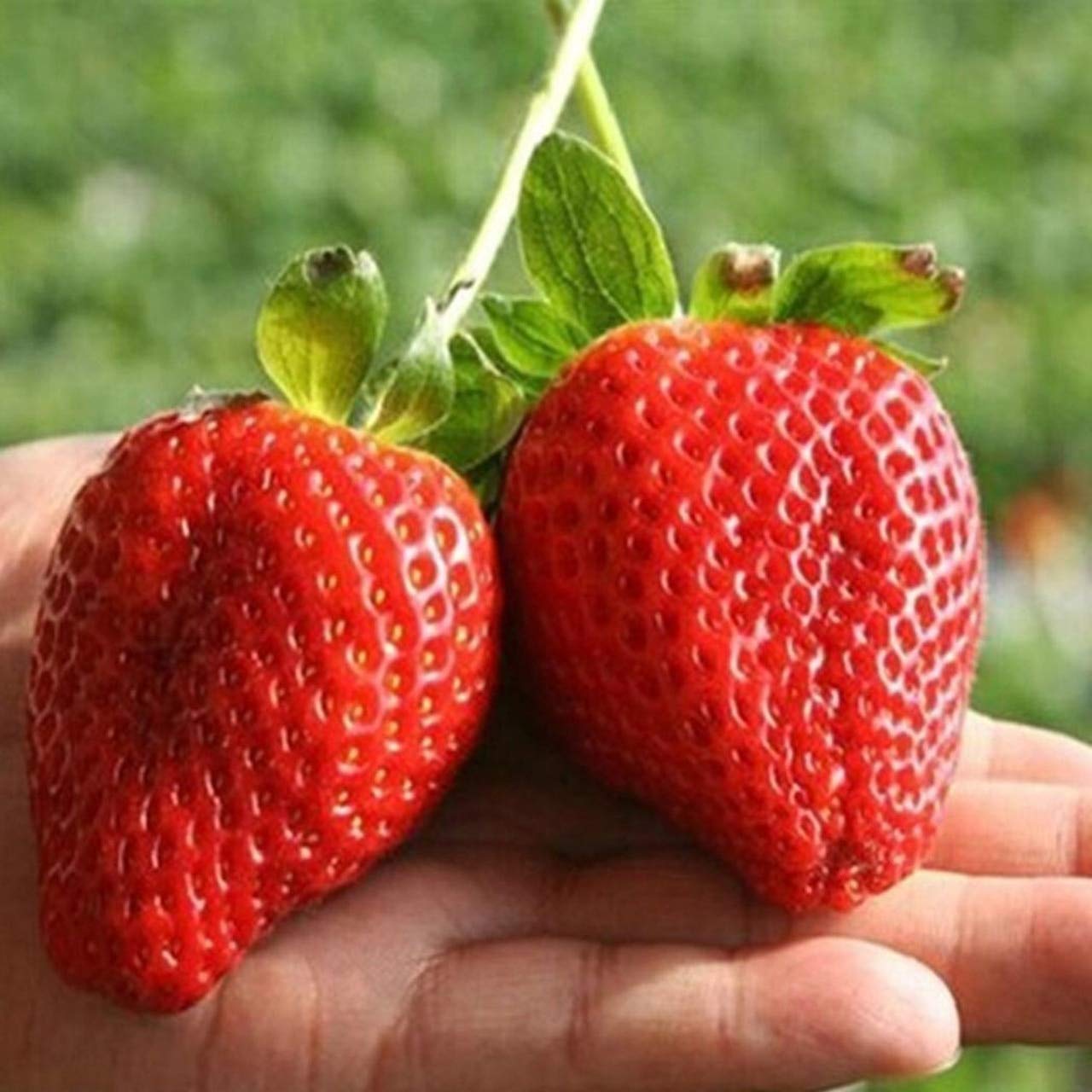 Giant Strawberry Large Sweet Four-Season Fruit - for planting in home garden